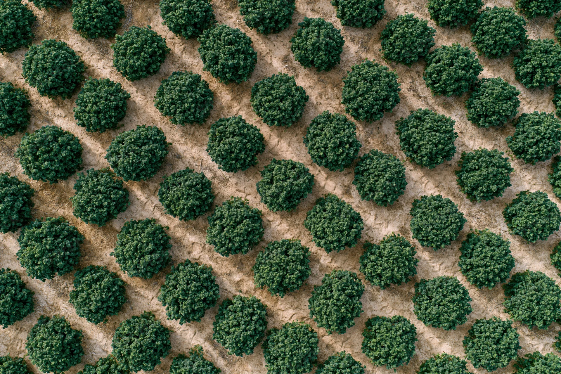 Aerial top-down view of evenly spaced rows of round green trees in an orchard field