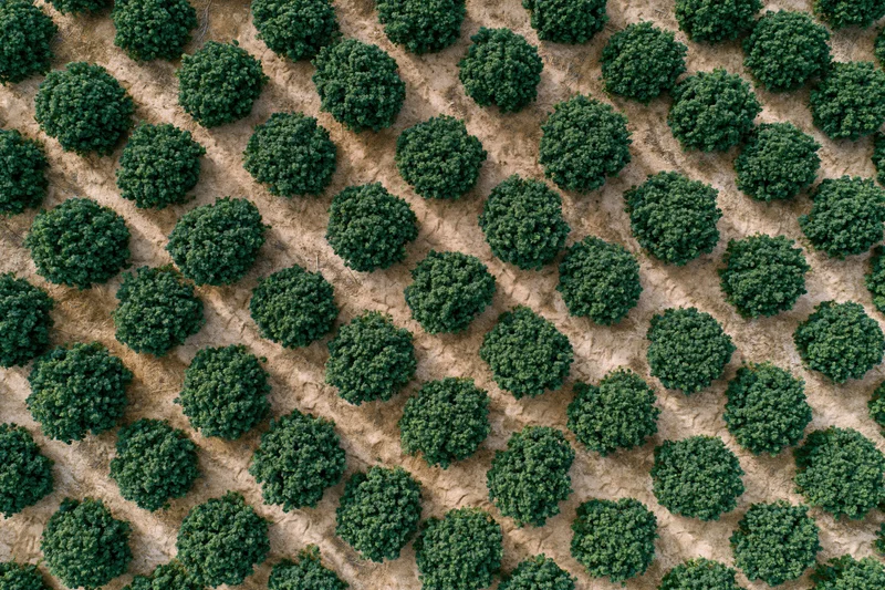 Aerial top-down view of evenly spaced rows of round green trees in an orchard field