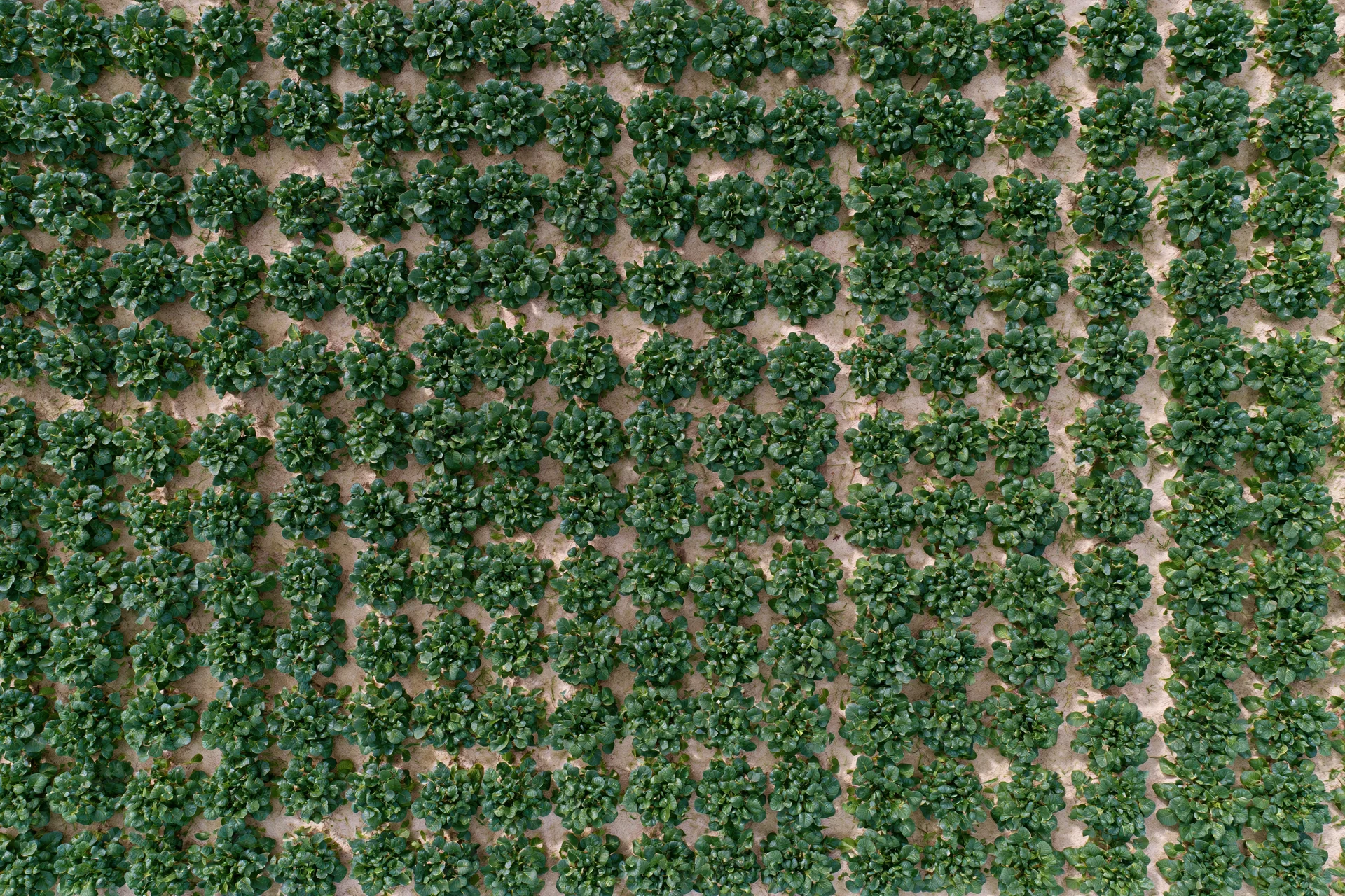 Aerial top-down view of neatly spaced rows of green lettuce plants in a cultivated field
