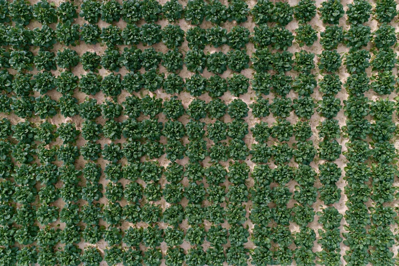Aerial top-down view of neatly spaced rows of green lettuce plants in a cultivated field