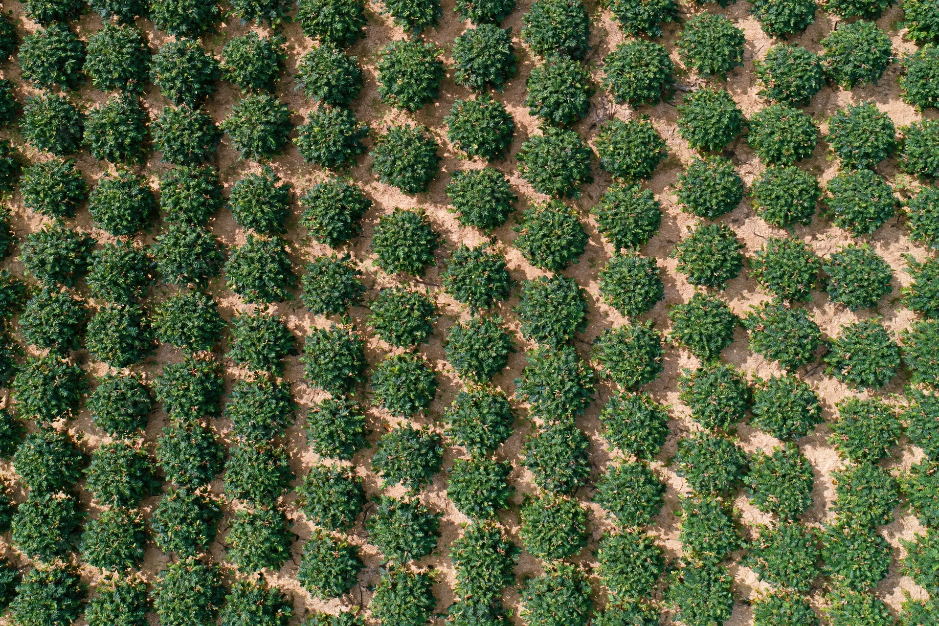 Aerial top-down view of evenly spaced rows of green trees in a cultivated field