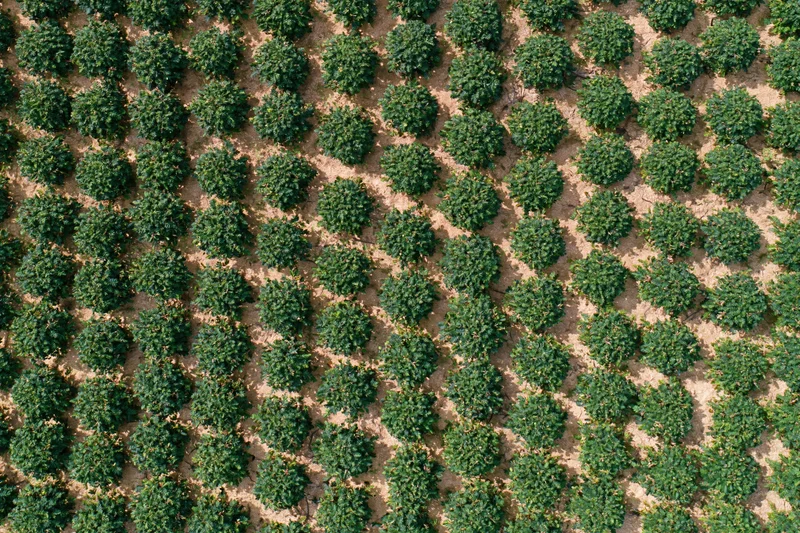 Aerial top-down view of evenly spaced rows of green trees in a cultivated field