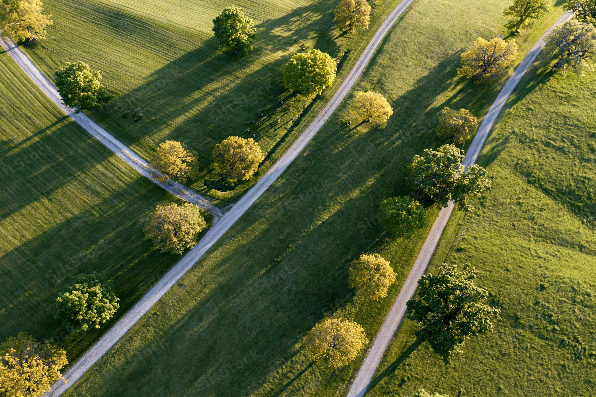 Aerial top-down view of winding narrow country roads intersecting across green fields with scattered trees and long shadows