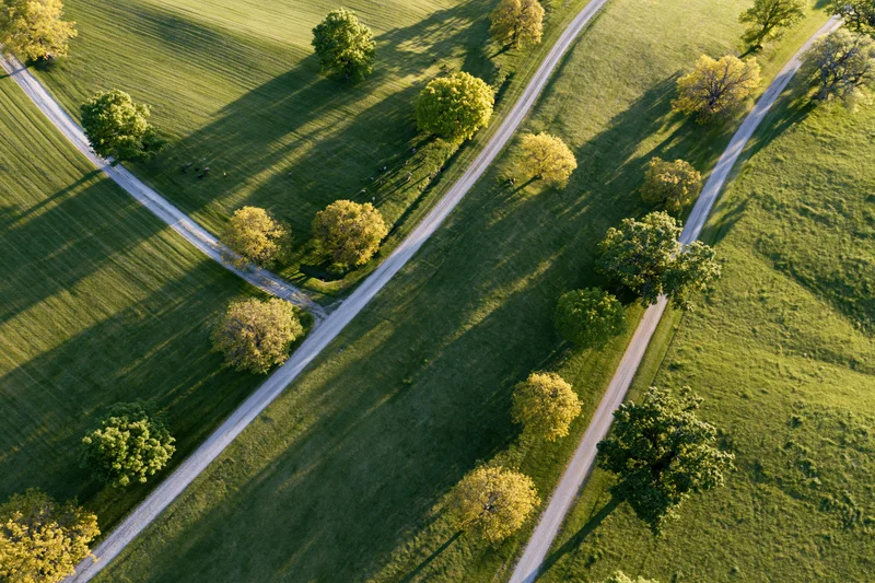 Aerial top-down view of winding narrow country roads intersecting across green fields with scattered trees and long shadows