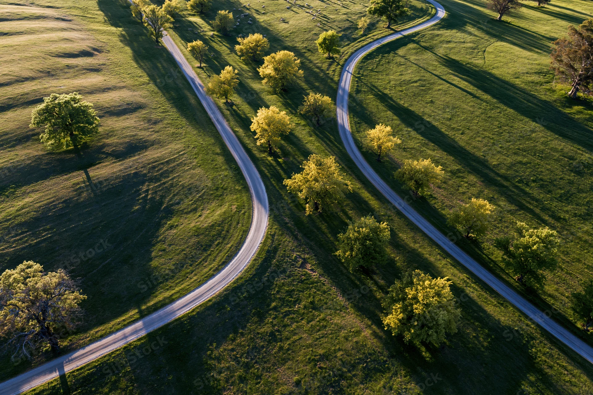 Aerial view of winding narrow country roads through green fields with scattered trees in spring
