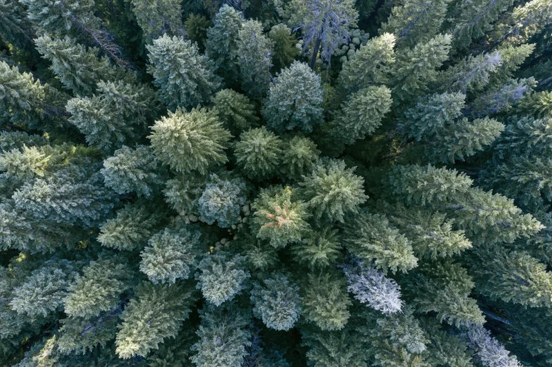 Aerial view looking straight down at dense evergreen forest canopy in pacific northwest