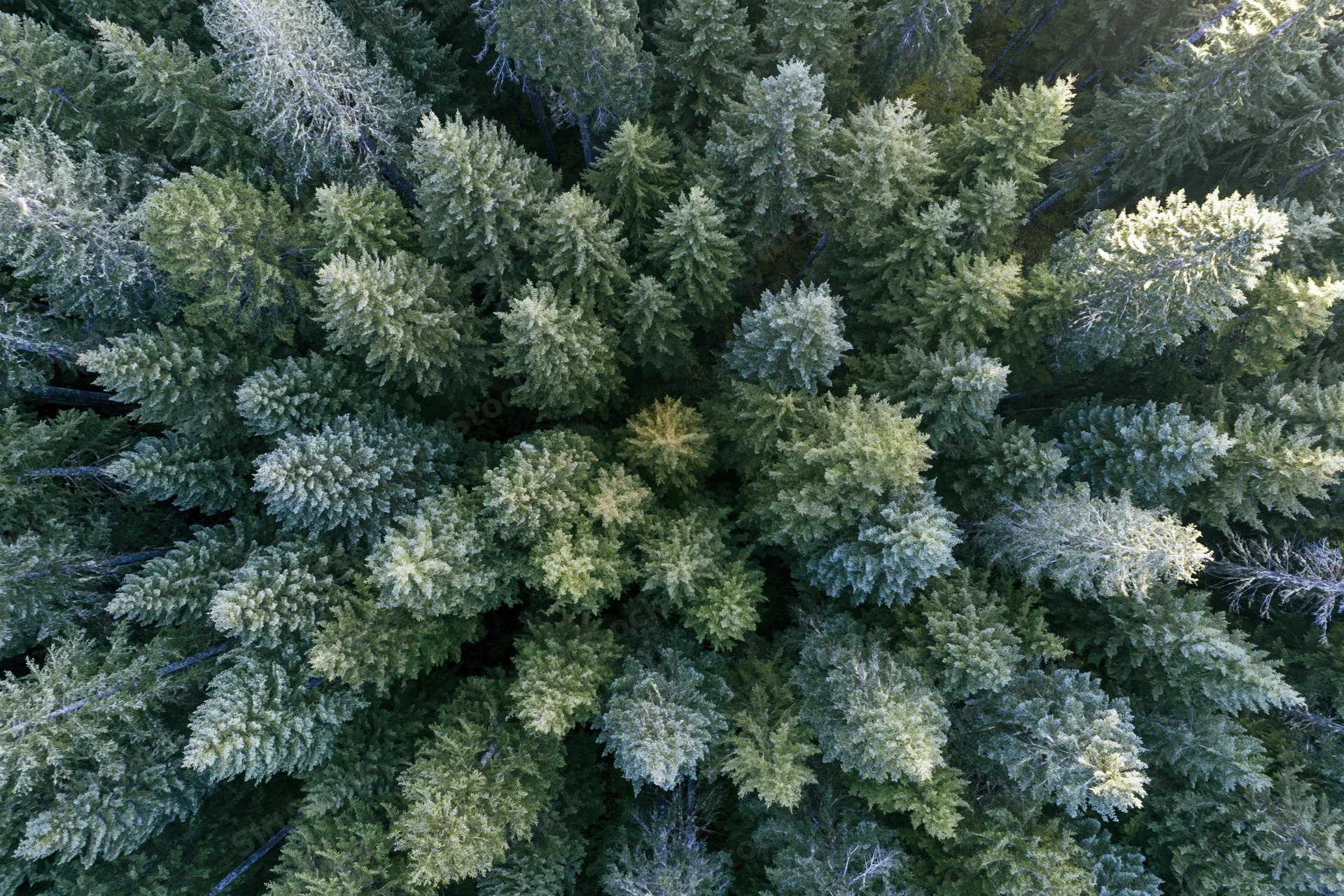 Aerial view of dense evergreen forest canopy from directly above