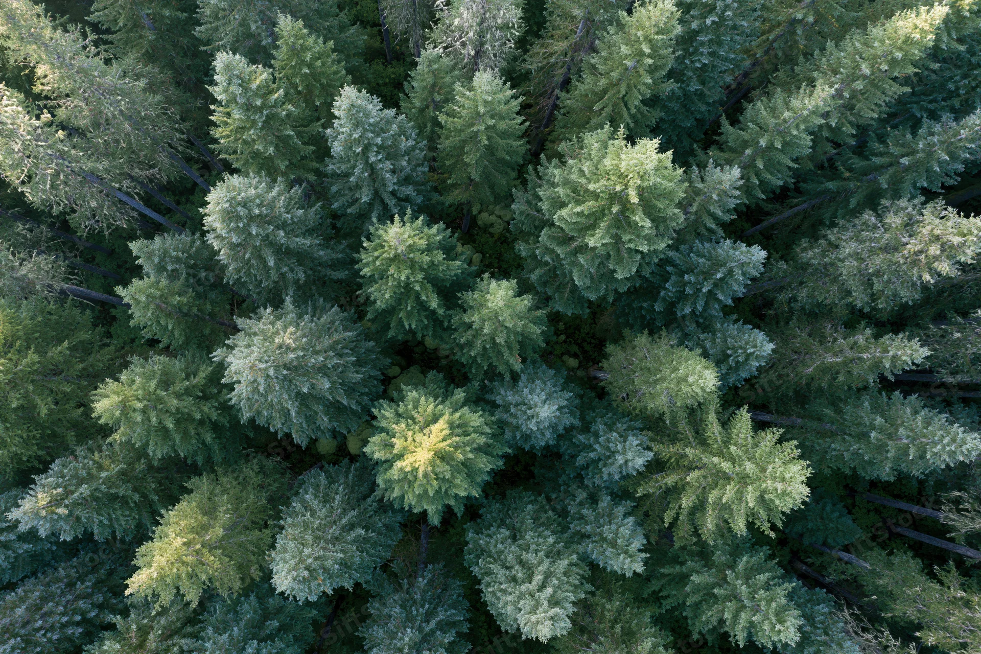 Aerial view looking straight down at dense evergreen forest canopy in pacific northwest