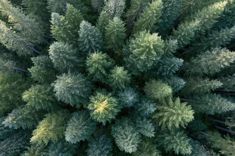 Aerial view looking straight down at dense evergreen forest canopy in pacific northwest