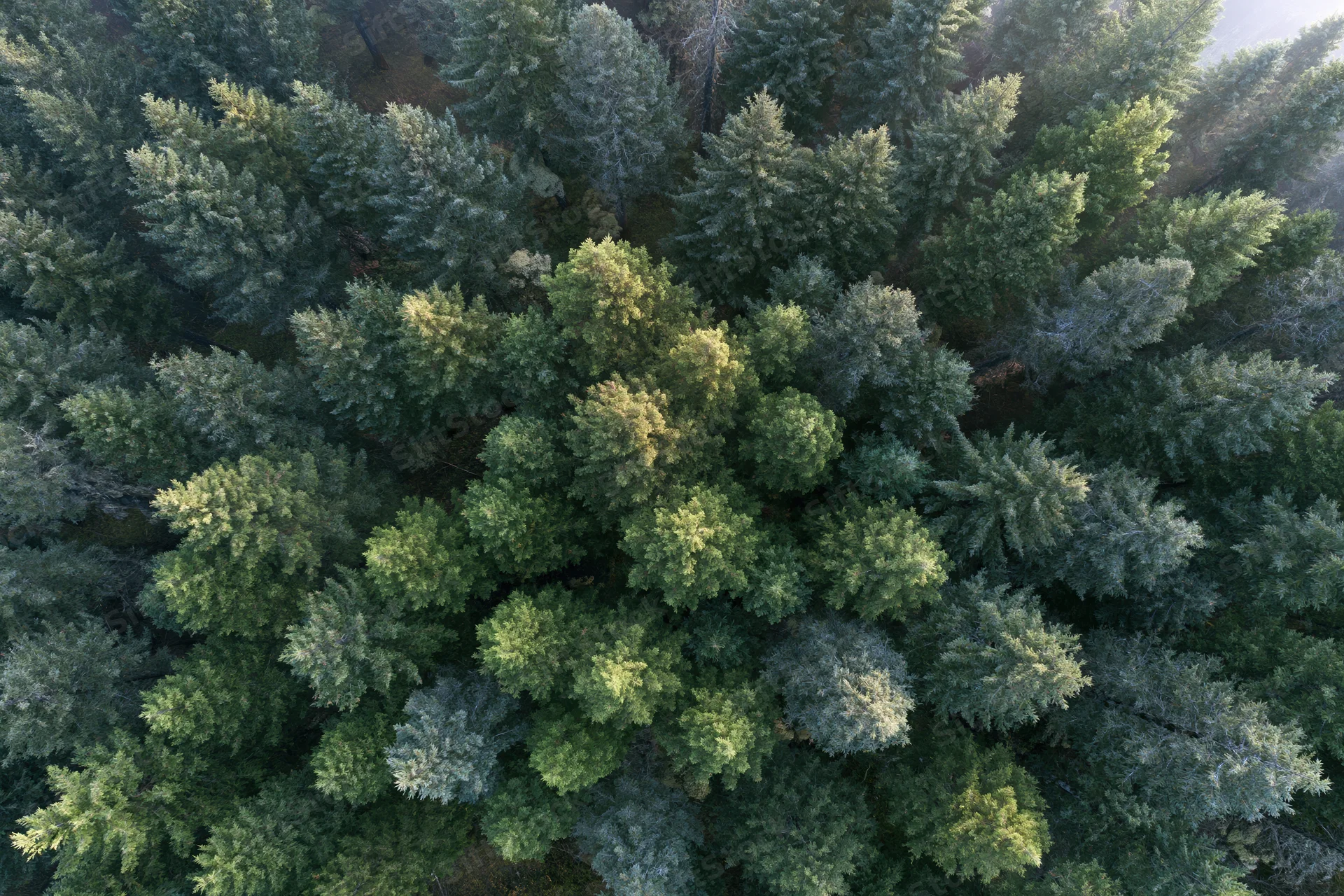 Aerial view of dense evergreen forest canopy from directly above