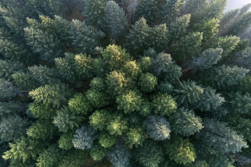 Aerial view of dense evergreen forest canopy from directly above