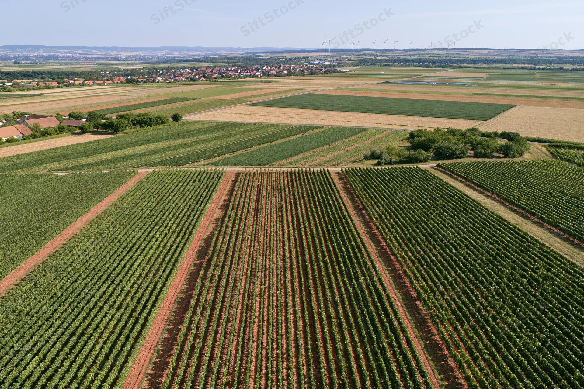 Aerial view of vineyard rows and agricultural fields in rural landscape