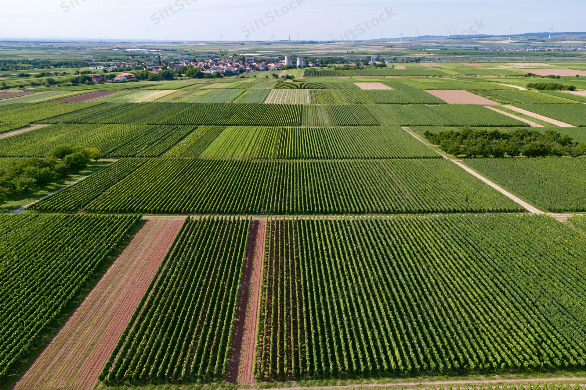 Aerial view of patchwork vineyard rows and agricultural fields in rural countryside