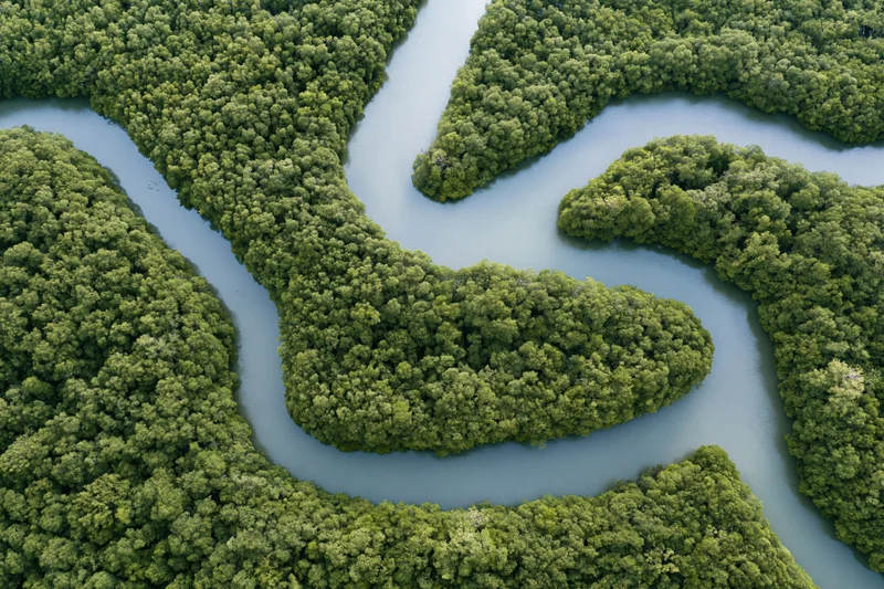 Aerial view of winding tidal channels through dense mangrove forest