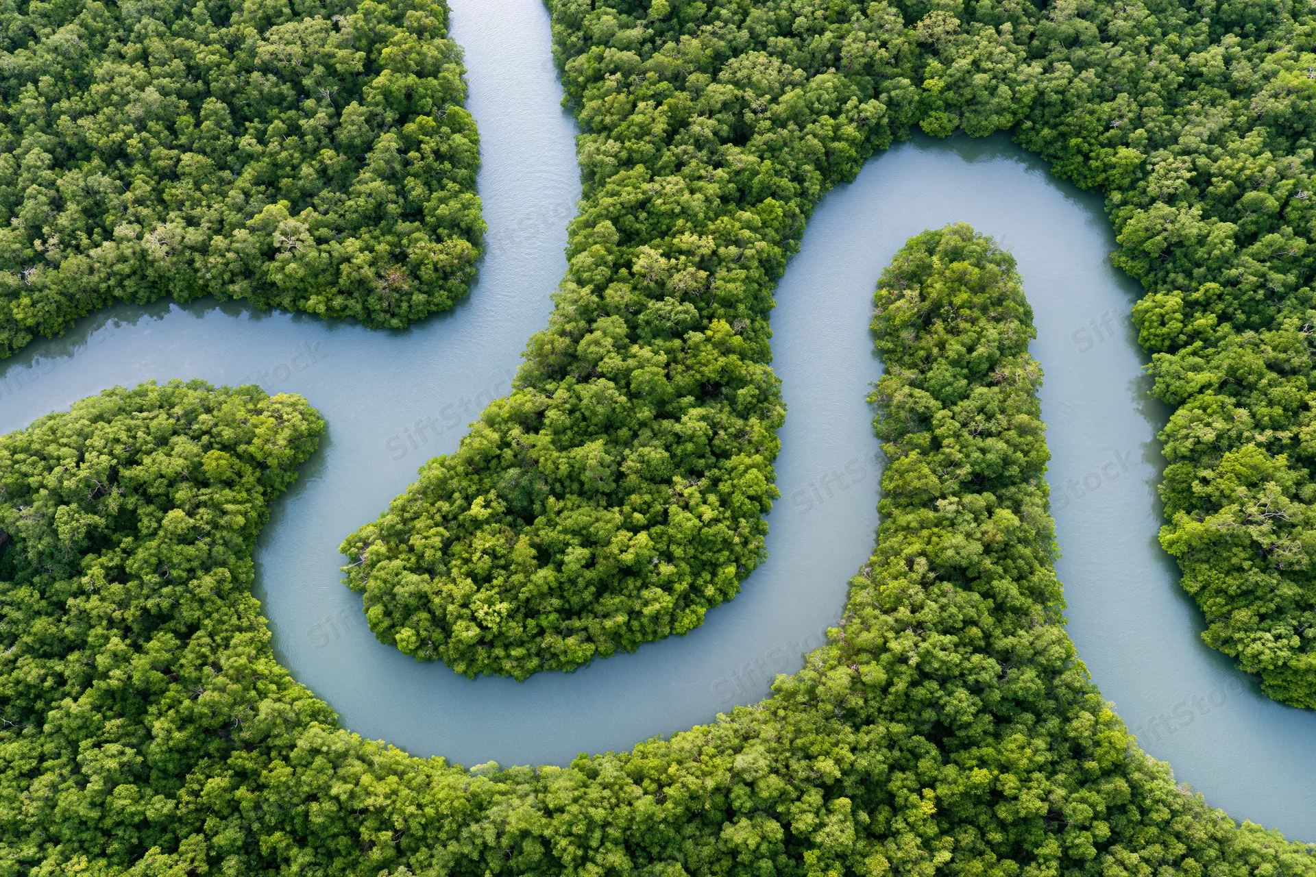 Winding tidal channels snaking through dense mangrove forest from above