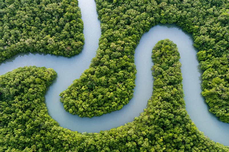 Winding tidal channels snaking through dense mangrove forest from above