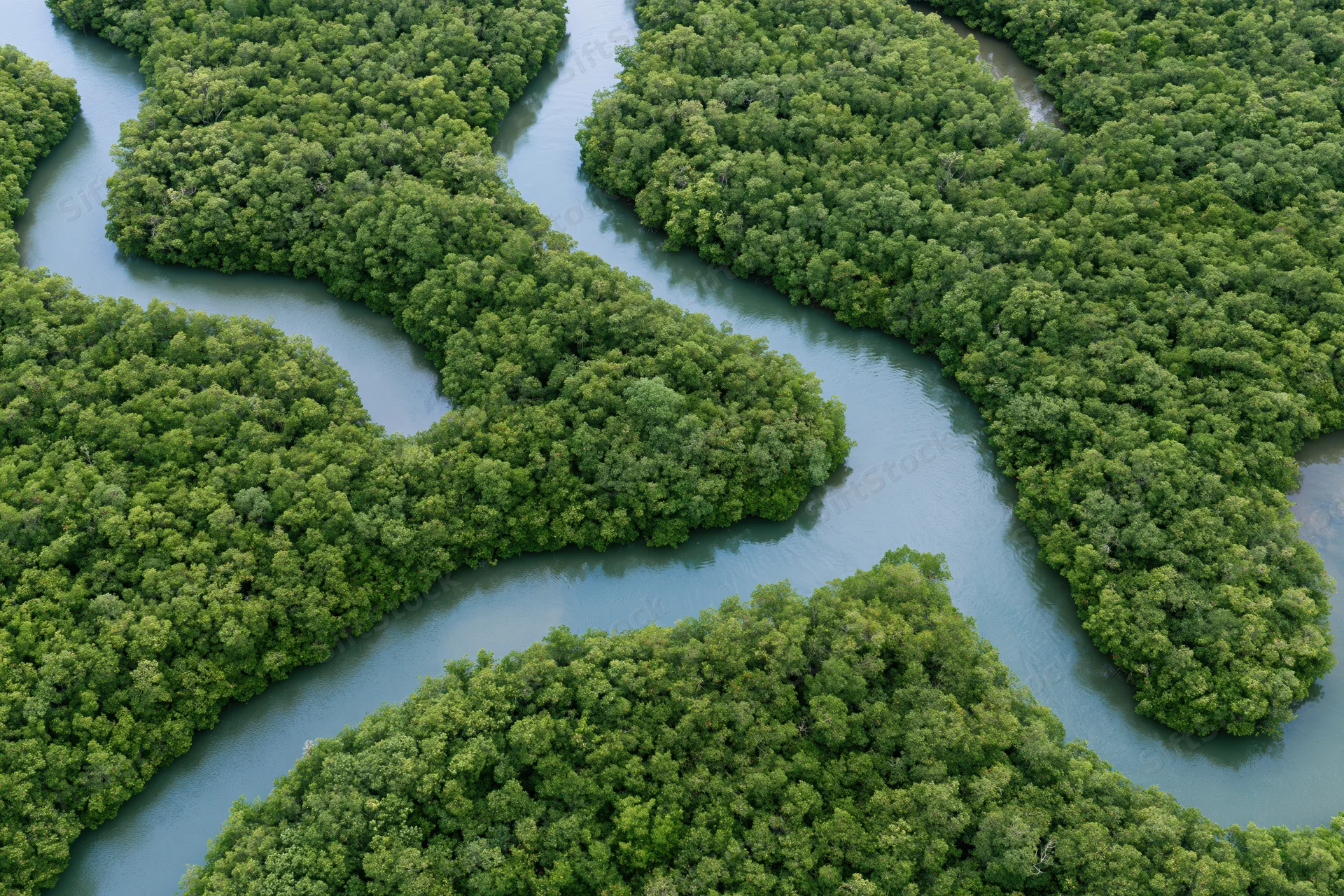 Aerial view of winding tidal channels through dense mangrove forest