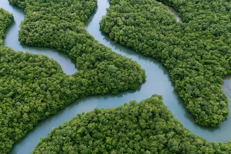 Aerial view of winding tidal channels through dense mangrove forest