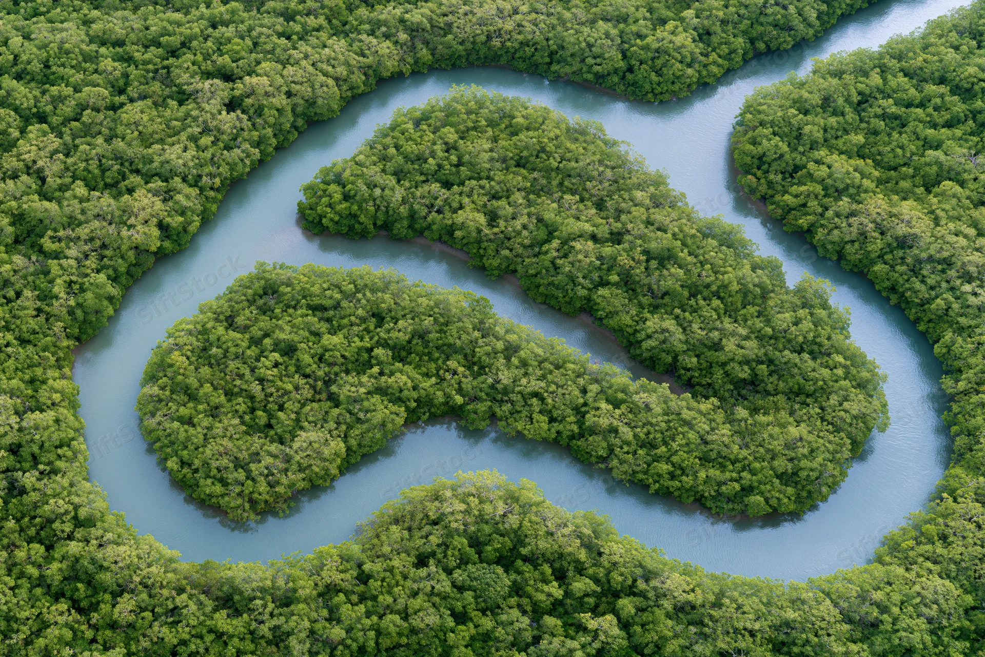 Winding tidal channels snaking through dense mangrove forest from above