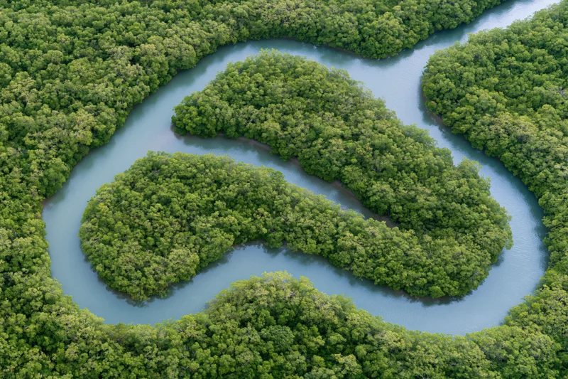 Winding tidal channels snaking through dense mangrove forest from above