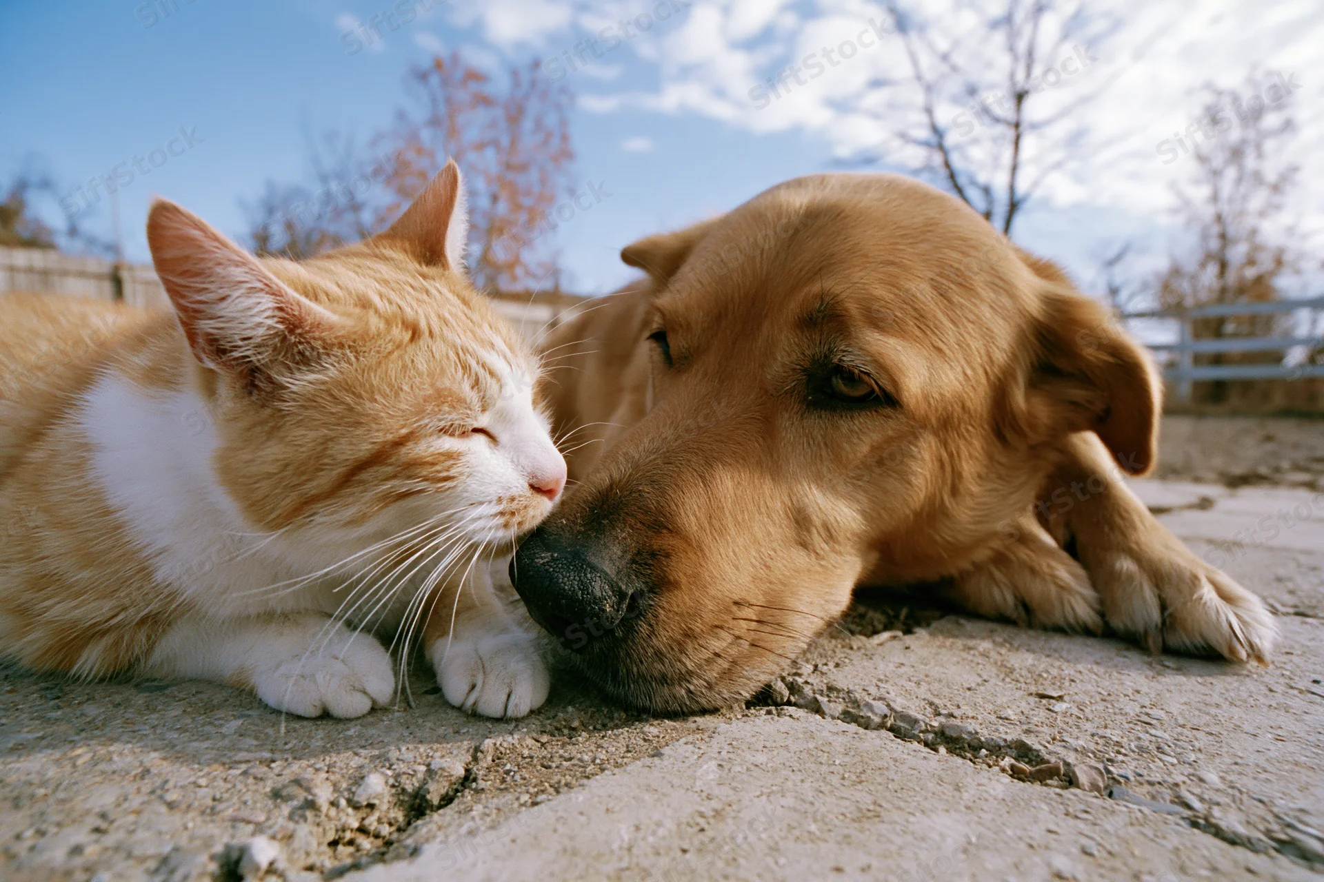 Orange-and-white cat and golden-brown dog lying close on cracked pavement outdoors