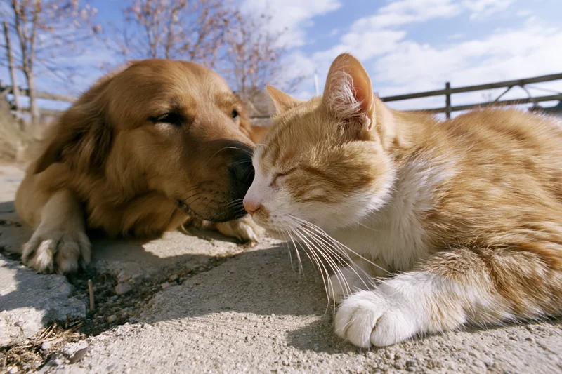 Golden retriever and orange-white tabby cat lying close, touching noses on concrete outdoors