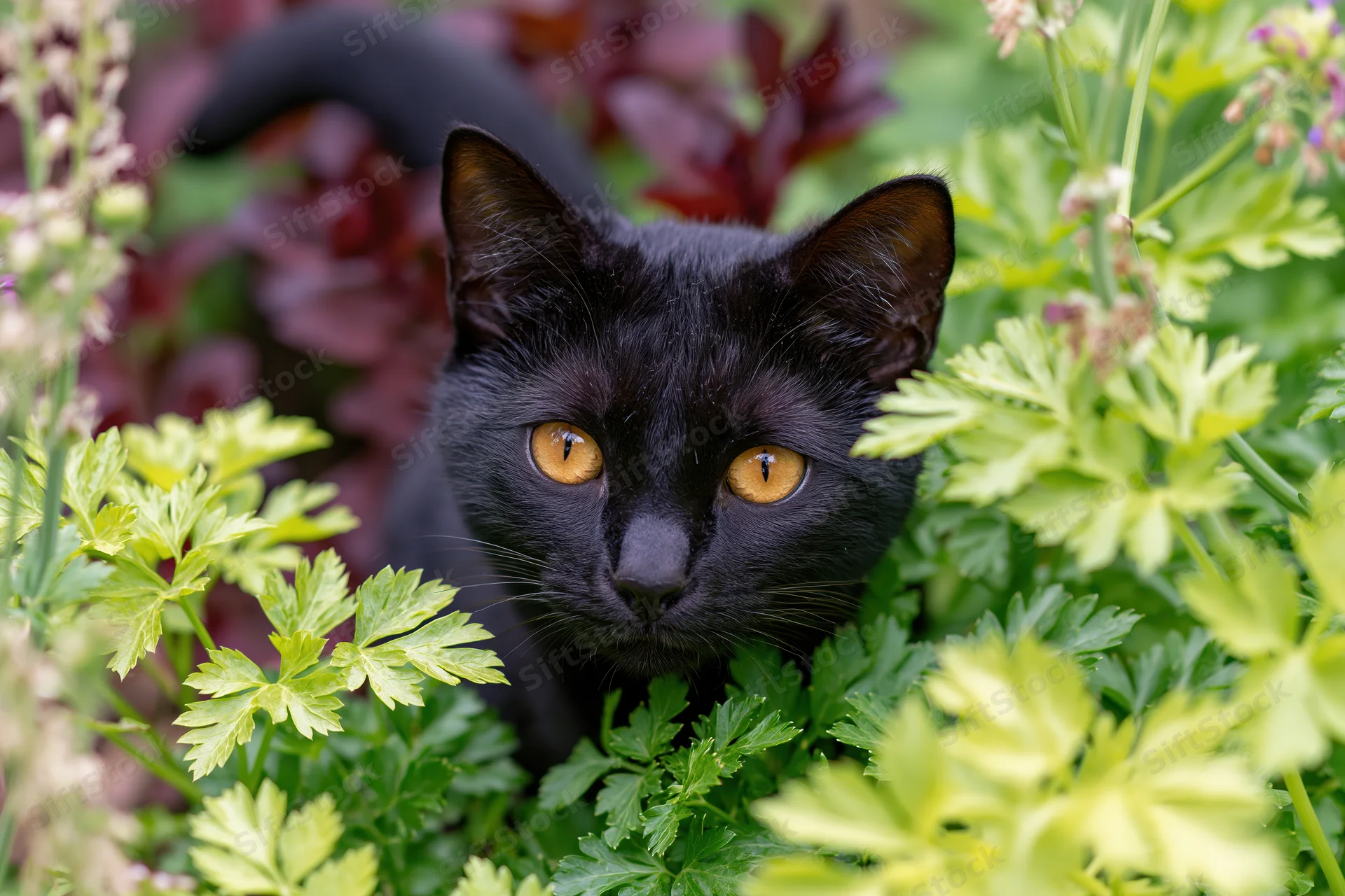 Black cat peeking through green foliage in a garden