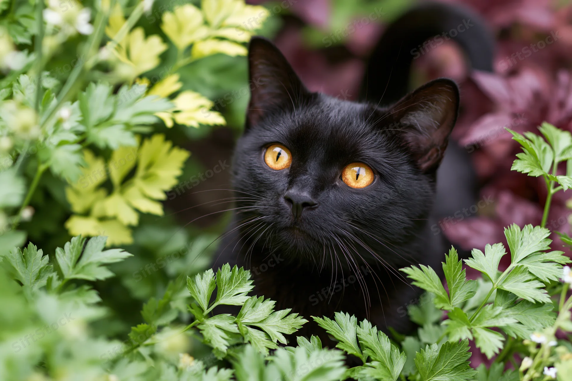 Black cat peering upward through green foliage in a garden