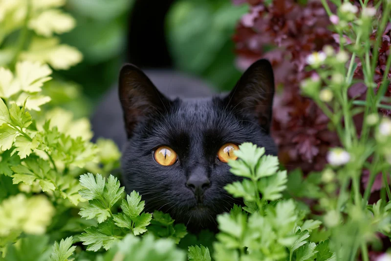 Black cat peering through green foliage in a garden