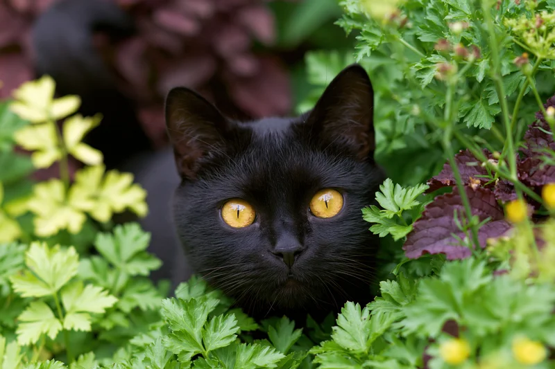 Black cat peeking through green foliage in a garden