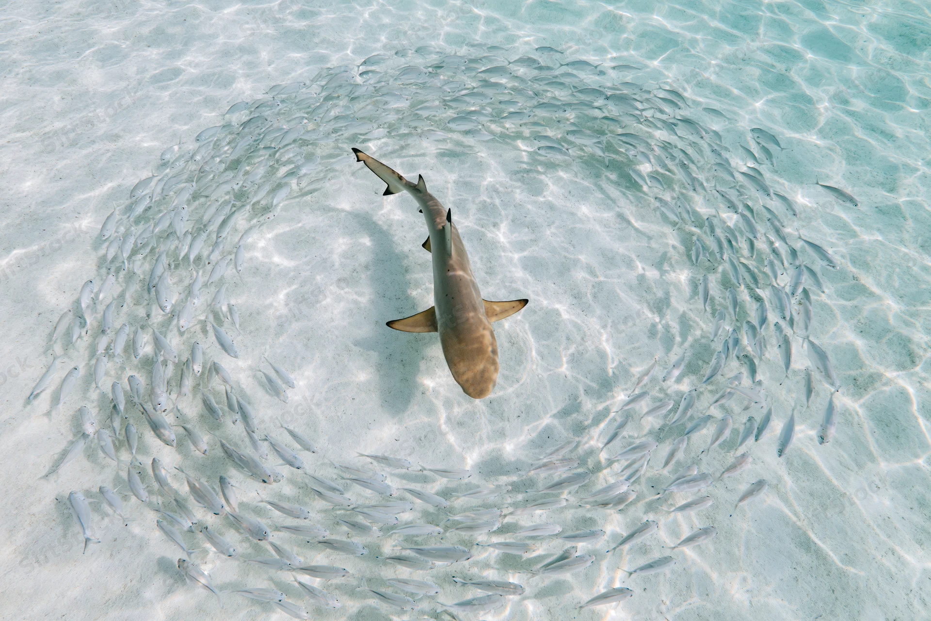 Blacktip reef shark swimming through a parting school of small fish in shallow clear water