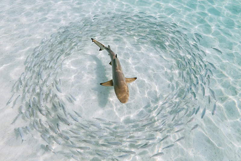 Blacktip reef shark swimming through a parting school of small fish in shallow clear water