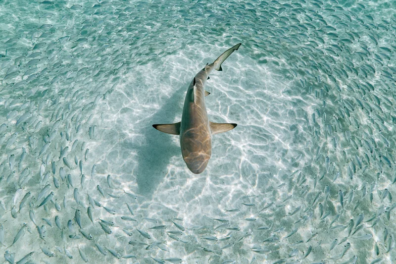 Blacktip reef shark swimming through parting school of small fish in shallow clear ocean water