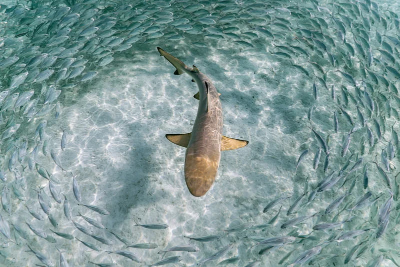 Blacktip reef shark swimming through a parting school of small fish in clear shallow water
