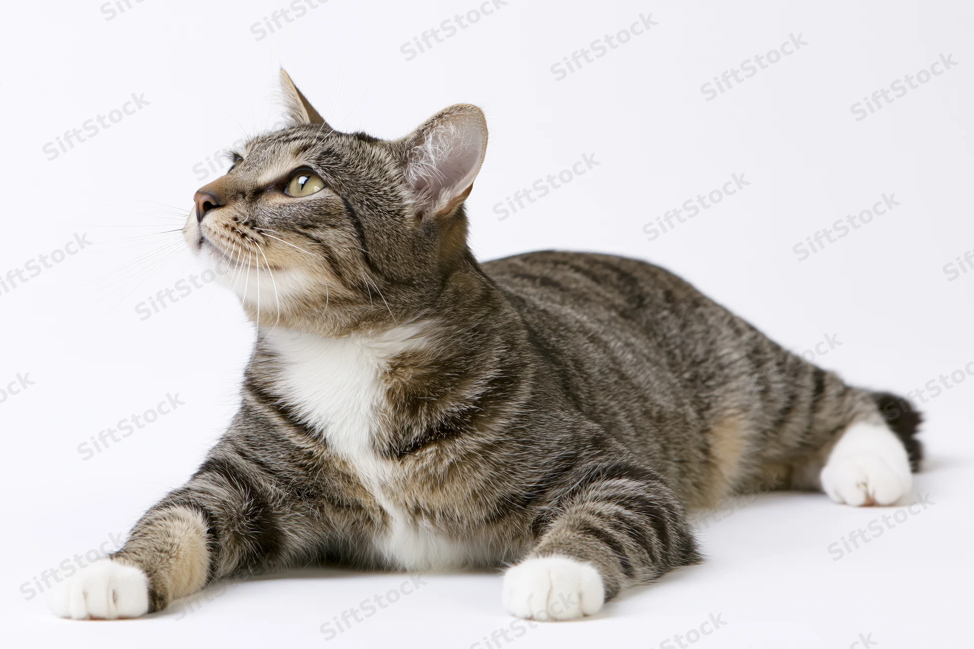 Tabby cat lying down with paws extended on white background