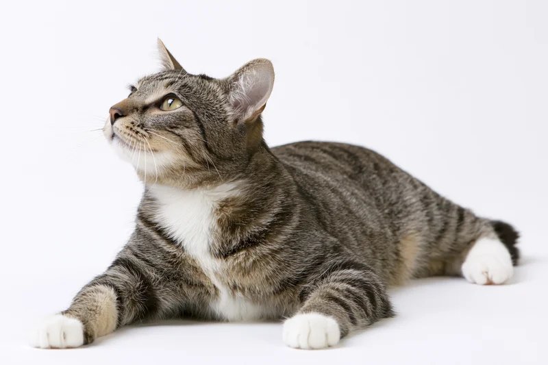 Tabby cat lying down with paws extended on white background