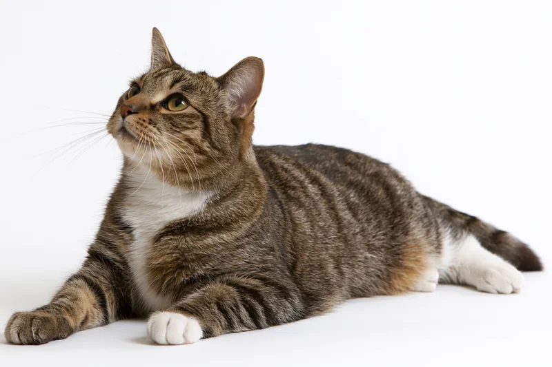 Brown tabby cat lying down with paws extended forward on white background