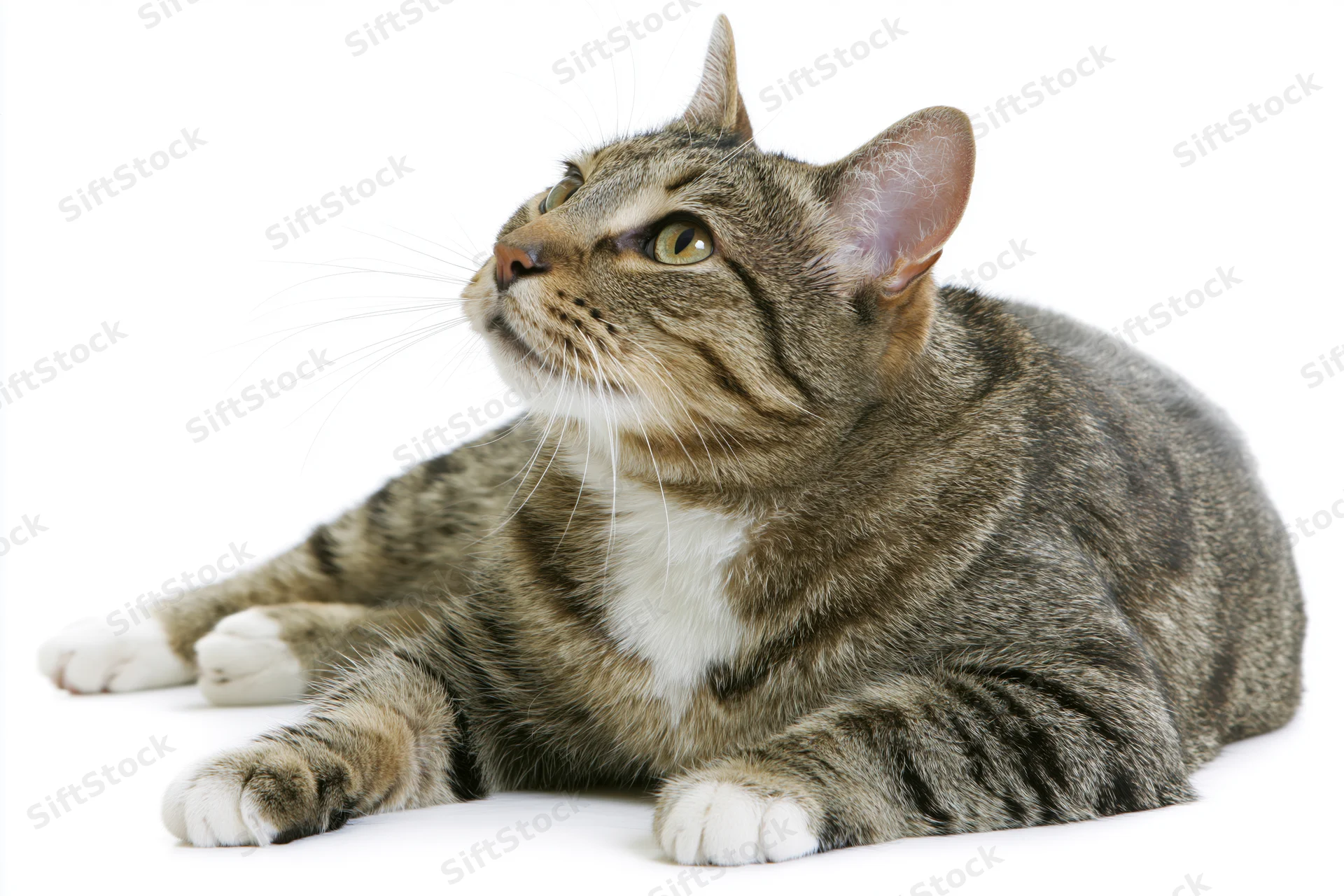 Brown tabby cat lying down with paws extended on white background