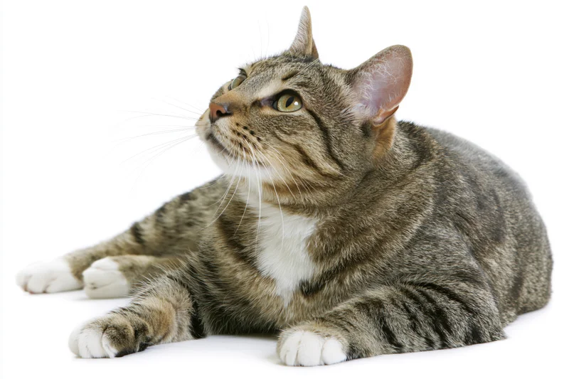 Brown tabby cat lying down with paws extended on white background