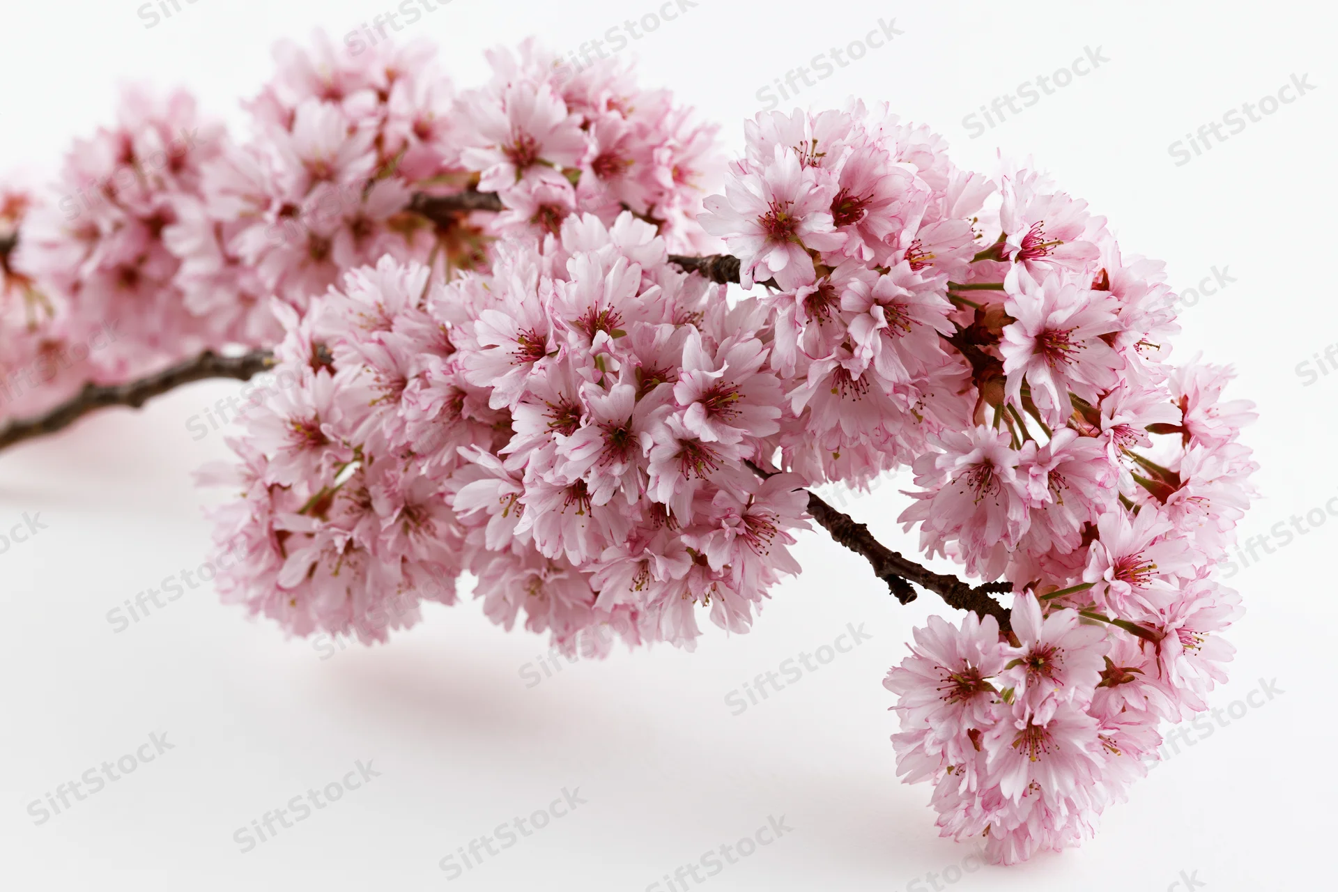 Cherry blossom branch with dense pink blooms arching across white background