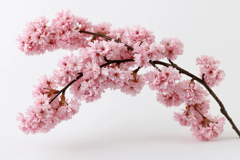 Cherry blossom branch with dense pink blooms arching against white background