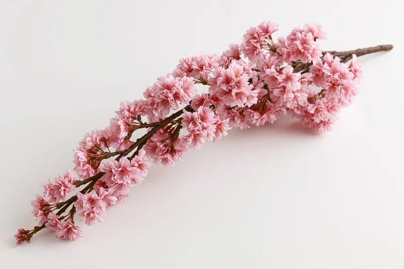 Cherry blossom branch with dense pink blooms arching on white background