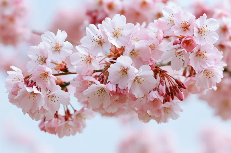 Cherry blossom cluster in full bloom on a thin branch against a soft sky background