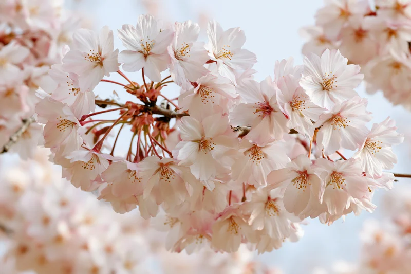 Cherry blossom cluster in full bloom on a thin branch against a soft sky background