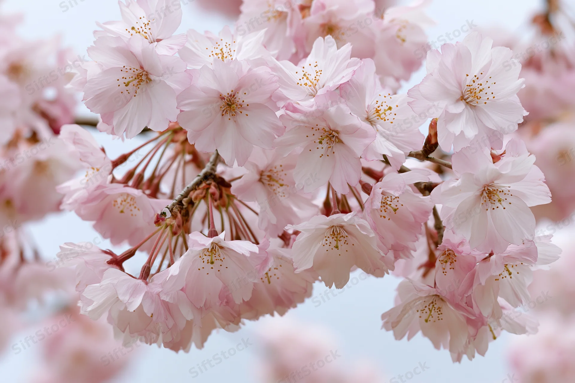 Cherry blossom cluster in full bloom on a thin branch against a soft sky background