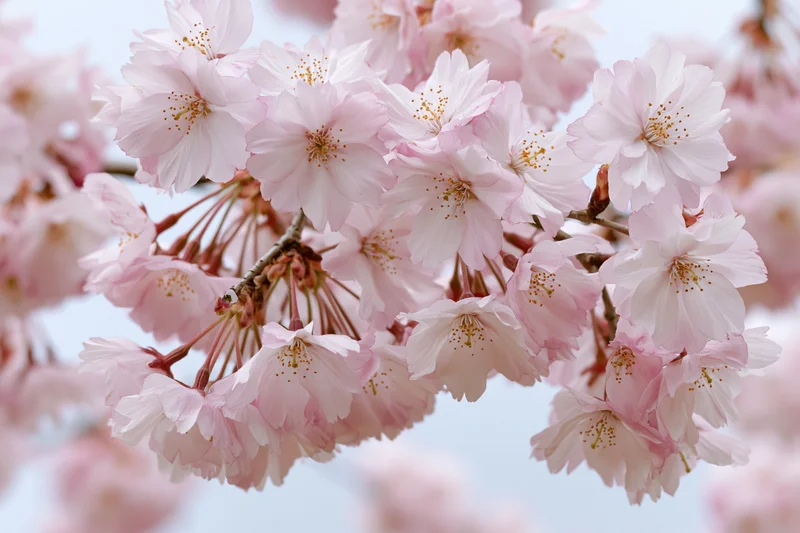 Cherry blossom cluster in full bloom on a thin branch against a soft sky background
