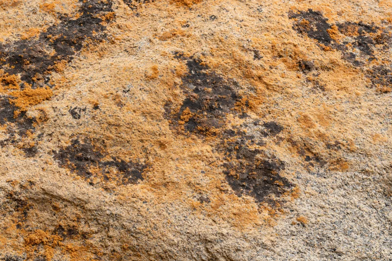 Close-up of weathered sandstone rock surface with orange and black lichen patches