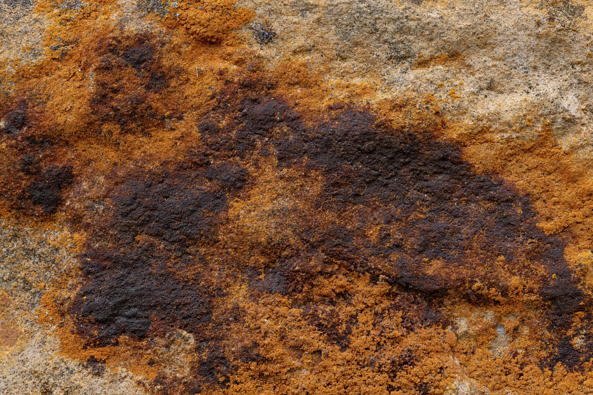 Close-up of weathered sandstone rock surface with orange and black lichen growth