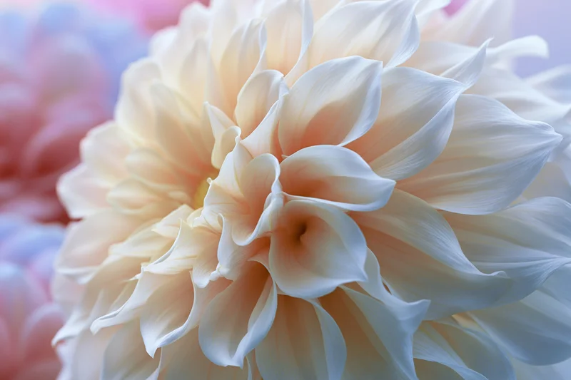 Close-up of a white and pale peach dahlia bloom with soft layered petals in a floral arrangement