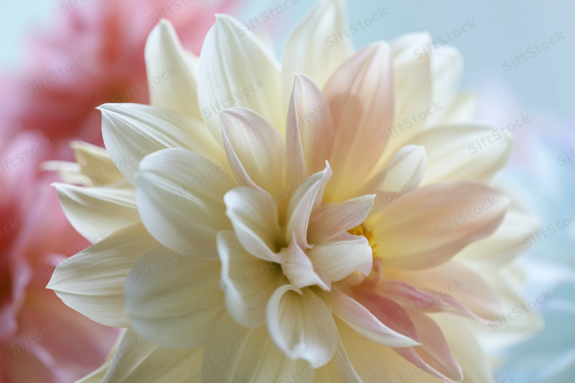 Close-up of a white and pale peach dahlia bloom with soft focus background